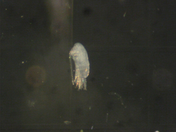 動物プランクトン顕微鏡写真